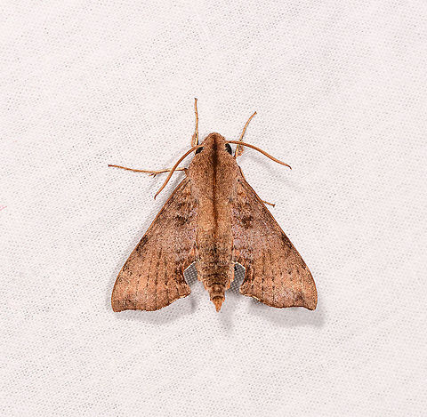 Macroglossinae, Temnora sp., Andasibe, Madagascar Candidate: Temnora elegans. Africa,Andasibe,Geotagged,LepiLED,Madagascar,Madagascar 2019,Winter,World