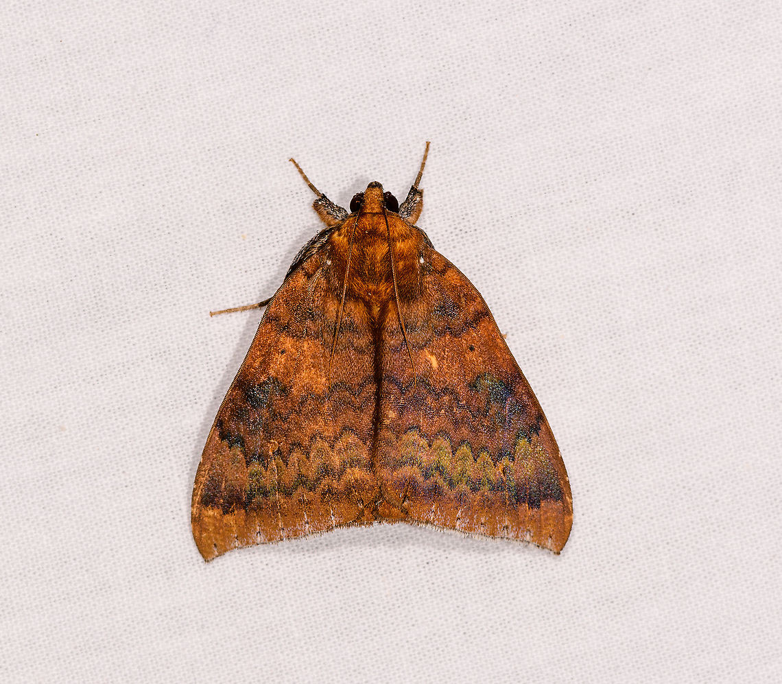 Achea euryplaga, Andasibe, Madagascar  Achaea euryplaga,Achea euryplaga,Africa,Andasibe,Geotagged,LepiLED,Madagascar,Madagascar 2019,Winter,World