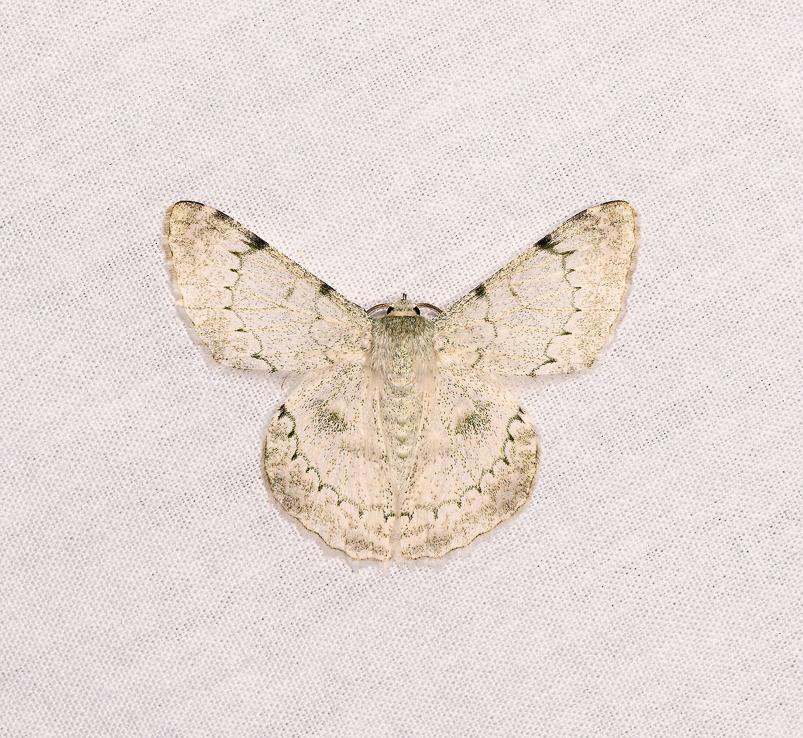 Pingasa herbuloti, Andasibe, Madagascar  Africa,Andasibe,Geotagged,LepiLED,Madagascar,Madagascar 2019,Pingasa herbuloti,Winter,World