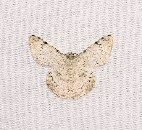 Pingasa herbuloti, Andasibe, Madagascar  Africa,Andasibe,Geotagged,LepiLED,Madagascar,Madagascar 2019,Pingasa herbuloti,Winter,World