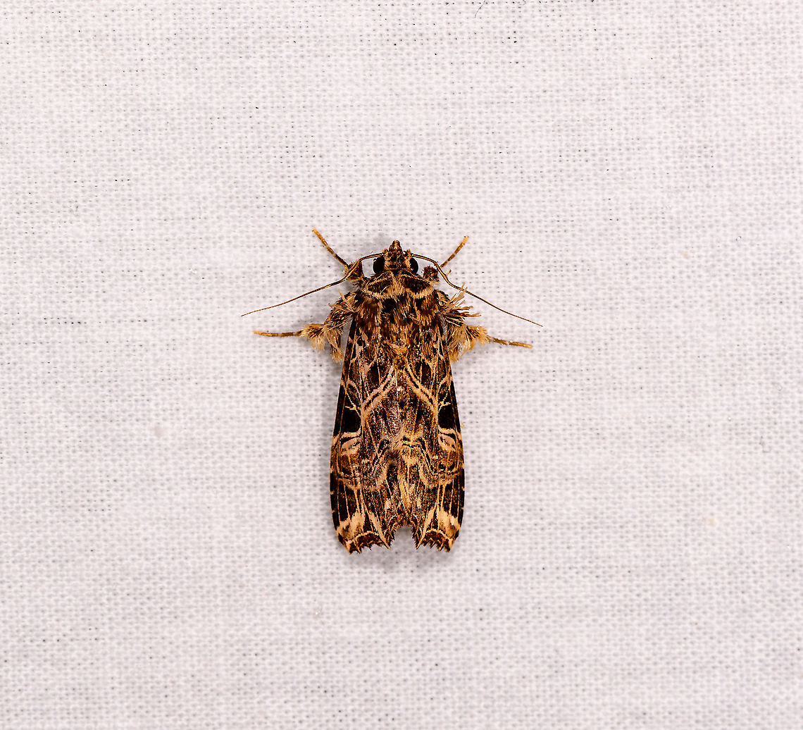 Armyworm Moth (Spodoptera), Andasibe, Madagascar  Africa,Andasibe,Callopistria maillardi,Geotagged,LepiLED,Madagascar,Madagascar 2019,Winter,World