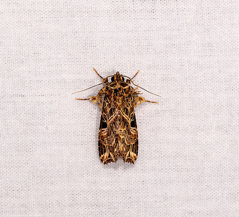 Armyworm Moth (Spodoptera), Andasibe, Madagascar  Africa,Andasibe,Callopistria maillardi,Geotagged,LepiLED,Madagascar,Madagascar 2019,Winter,World