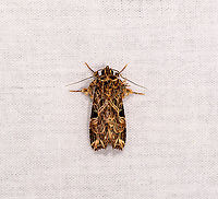 Armyworm Moth (Spodoptera), Andasibe, Madagascar Africa,Andasibe,Callopistria maillardi,Geotagged,LepiLED,Madagascar,Madagascar 2019,Winter,World