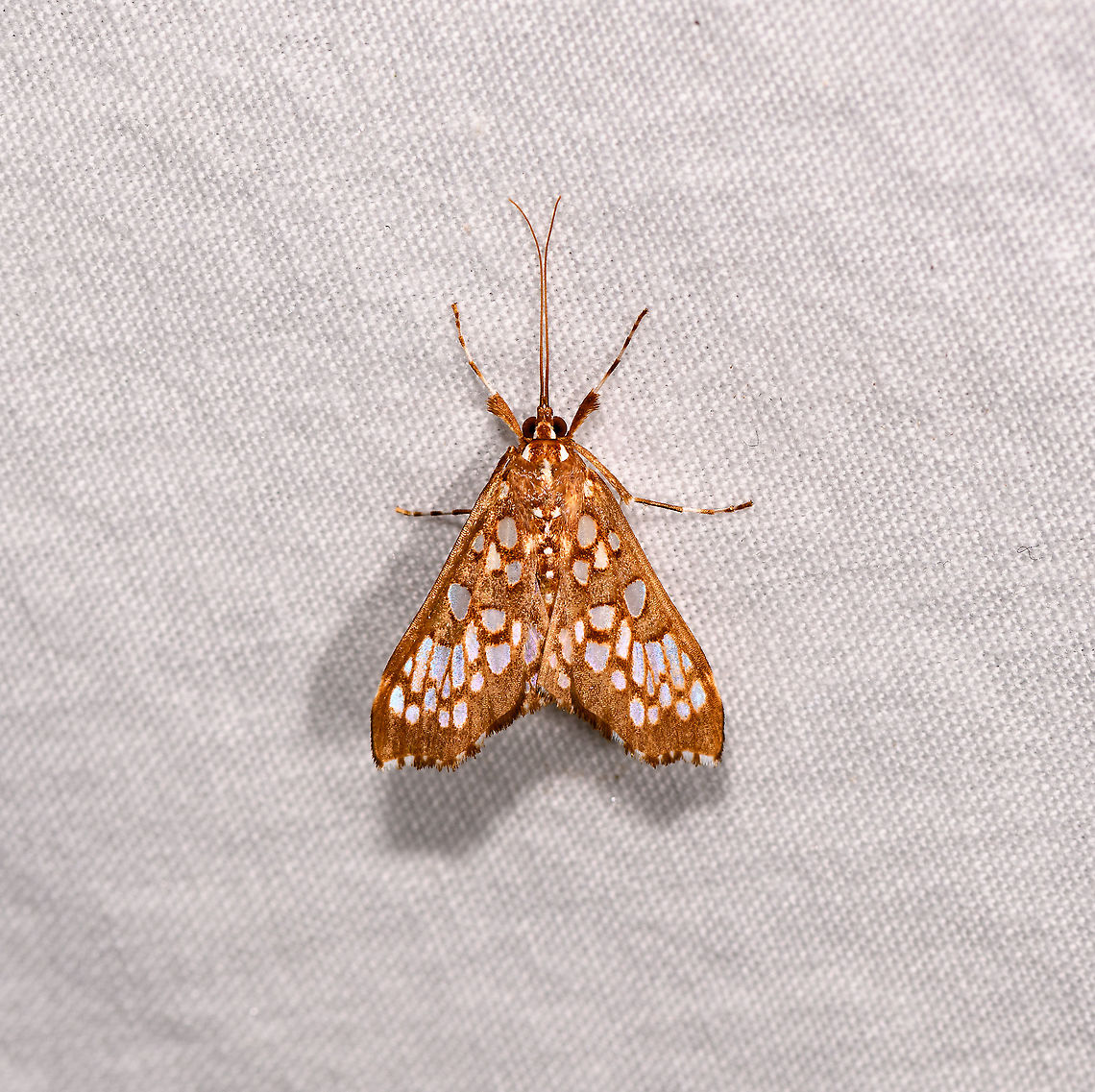 Sameodes cancellalis, Andasibe, Madagascar Reference:<br />
<a href="https://www.inaturalist.org/observations/9488857" rel="nofollow">https://www.inaturalist.org/observations/9488857</a><br />
<br />
Nicknamed the &quot;Stainglass window moth&quot;. Africa,Andasibe,Geotagged,LepiLED,Madagascar,Madagascar 2019,Sameodes cancellalis,Winter,World