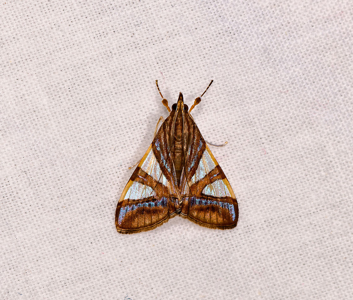 Glyphodes toulgoetalis, Andasibe, Madagascar Updated ID by Alex Portefly. Africa,Andasibe,Geotagged,Glyphodes toulgoetalis,LepiLED,Madagascar,Madagascar 2019,Winter,World