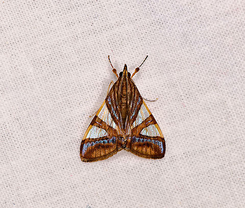 Glyphodes toulgoetalis, Andasibe, Madagascar Updated ID by Alex Portefly. Africa,Andasibe,Geotagged,Glyphodes toulgoetalis,LepiLED,Madagascar,Madagascar 2019,Winter,World