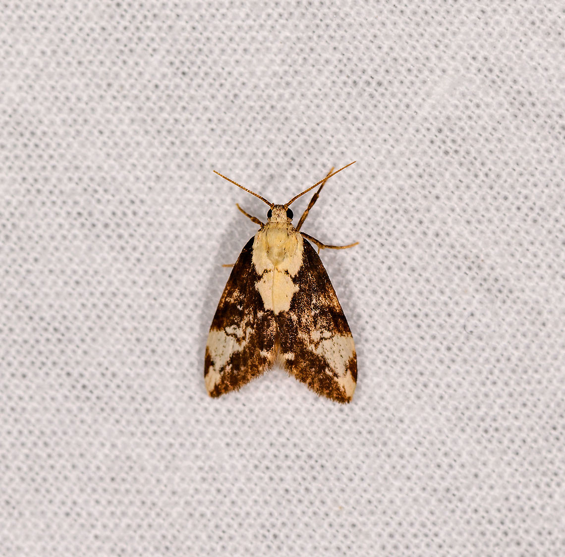 Small brown/yellow moth - Lithosiini, Andasibe, Madagascar  Africa,Andasibe,LepiLED,Madagascar,Madagascar 2019,World