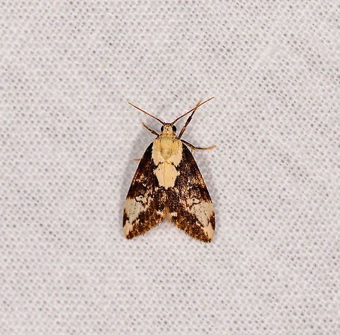 Small brown/yellow moth - Lithosiini, Andasibe, Madagascar  Africa,Andasibe,LepiLED,Madagascar,Madagascar 2019,World