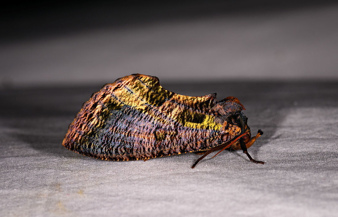 Eudocima bosei, Andasibe, Madagascar Lifting shadows reveals a very colorful pattern on this one. Also note the tiger pattern thin edge on the wings. Africa,Andasibe,Eudocima bosei,Geotagged,LepiLED,Madagascar,Madagascar 2019,Winter,World