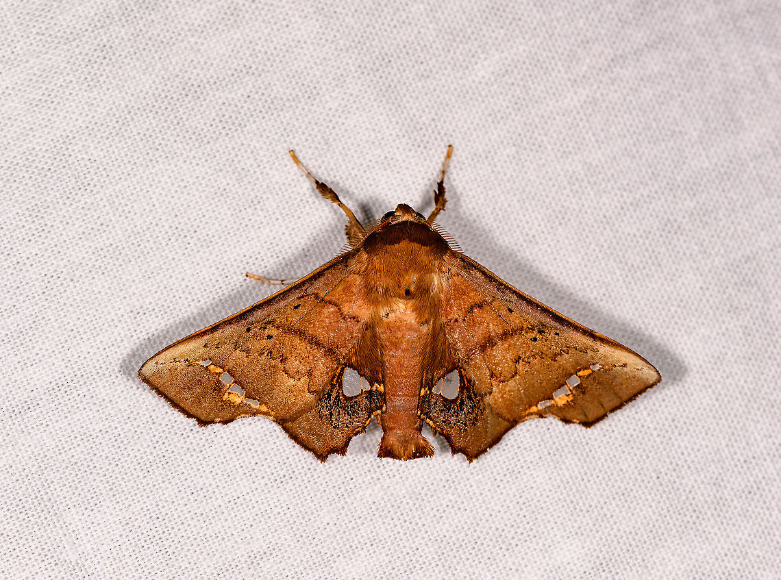 Moth with clearwing marks, Andasibe, Madagascar Gunda sp.? I have no idea. Africa,Andasibe,Episparis vitrea,Geotagged,LepiLED,Madagascar,Madagascar 2019,Winter,World