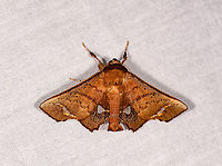 Moth with clearwing marks, Andasibe, Madagascar Gunda sp.? I have no idea. Africa,Andasibe,Episparis vitrea,Geotagged,LepiLED,Madagascar,Madagascar 2019,Winter,World