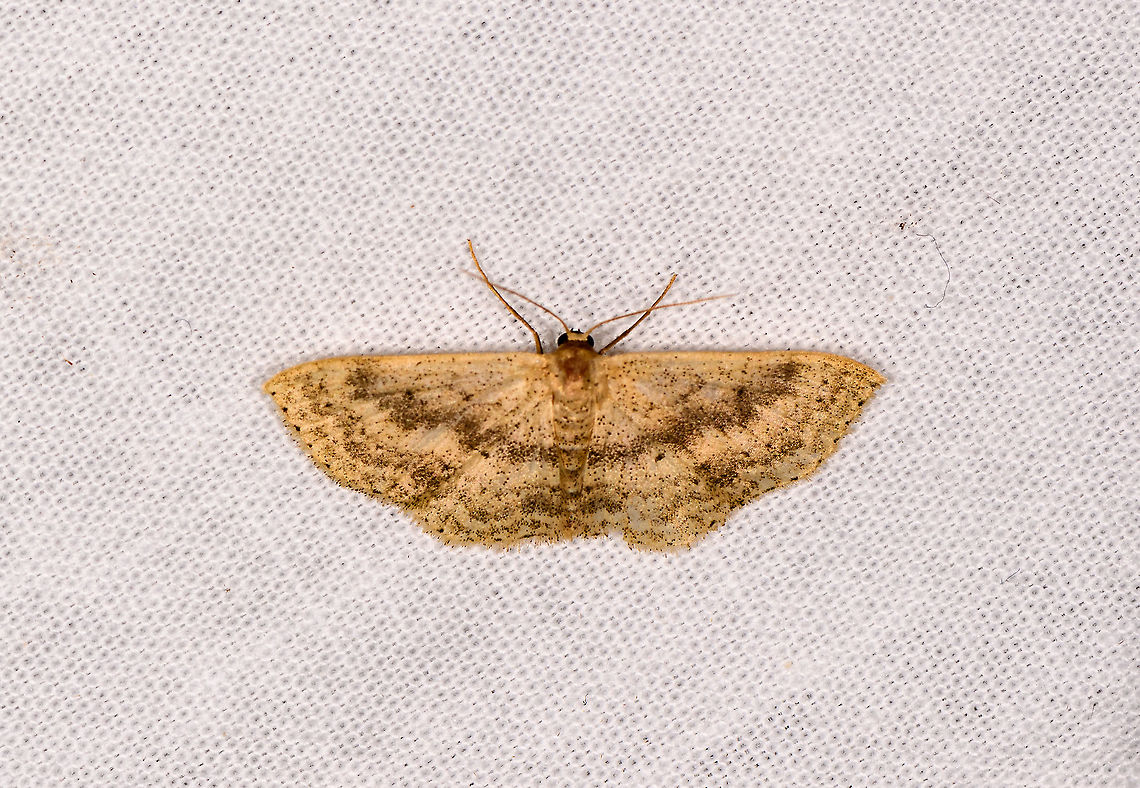 Eois sp., Andasibe, Madagascar  Africa,Andasibe,Geotagged,LepiLED,Madagascar,Madagascar 2019,Winter