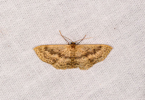 Eois sp., Andasibe, Madagascar  Africa,Andasibe,Geotagged,LepiLED,Madagascar,Madagascar 2019,Winter