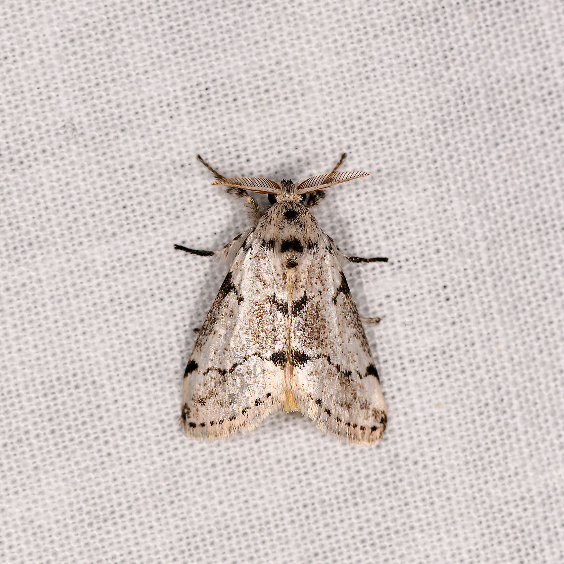 Salvatgea, Andasibe, Madagascar  Africa,Andasibe,Geotagged,LepiLED,Madagascar,Madagascar 2019,Winter,World