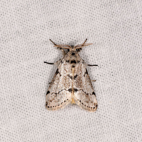 Salvatgea, Andasibe, Madagascar  Africa,Andasibe,Geotagged,LepiLED,Madagascar,Madagascar 2019,Winter,World