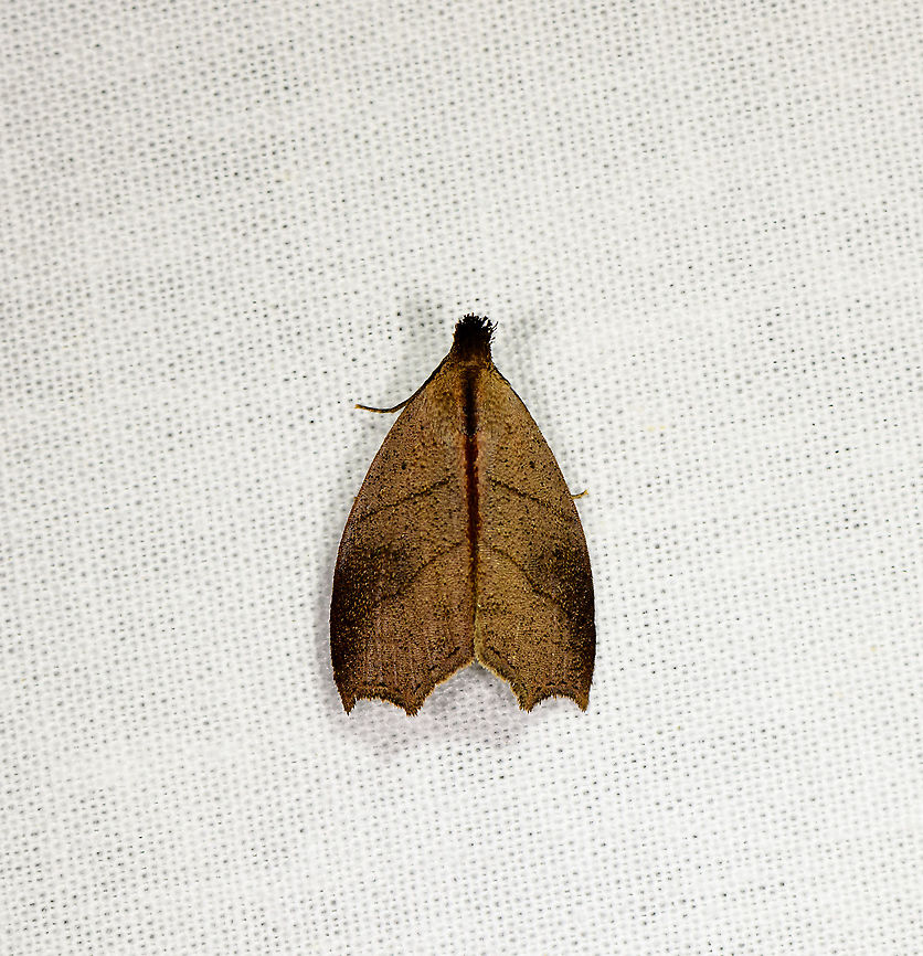 Leaf-like moth, Andasibe, Madagascar  Africa,Andasibe,Geotagged,LepiLED,Madagascar,Madagascar 2019,Winter,World