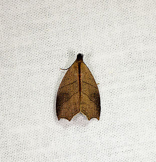 Leaf-like moth, Andasibe, Madagascar  Africa,Andasibe,Geotagged,LepiLED,Madagascar,Madagascar 2019,Winter,World