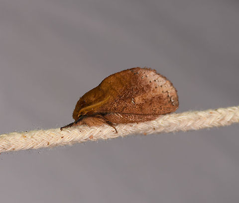 Lasiocampidae, Andasibe, Madagascar Photo rotated. Found on the rope that holds up the poles of our mothing structure. First wild guess is Euproctis sp. Africa,Andasibe,Geotagged,LepiLED,Madagascar,Madagascar 2019,Winter,World