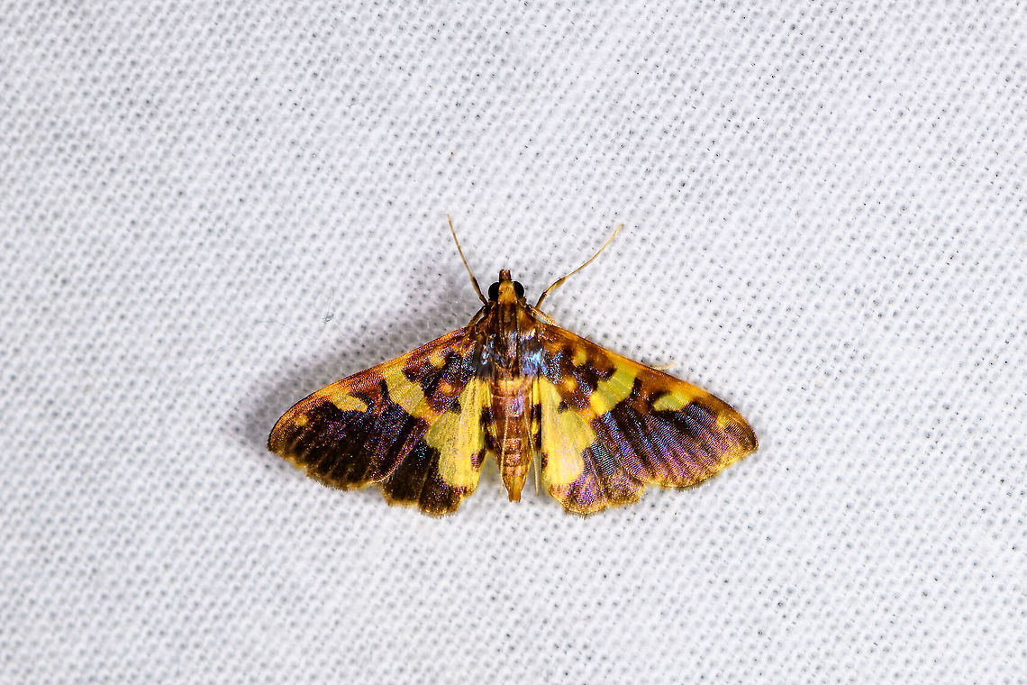 Bocchoris isakalis, Andasibe, Madagascar Updated ID by Maik Bippus. Africa,Andasibe,Bocchoris isakalis,Geotagged,LepiLED,Madagascar,Madagascar 2019,Winter,World