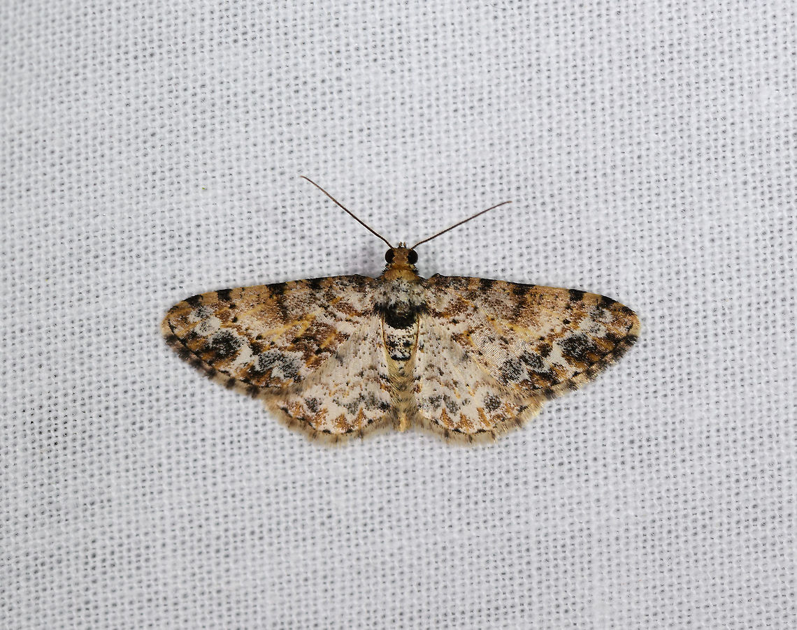 Cleora sp. - 2, Andasibe, Madagascar  Africa,Andasibe,Geotagged,LepiLED,Madagascar,Madagascar 2019,Winter,World