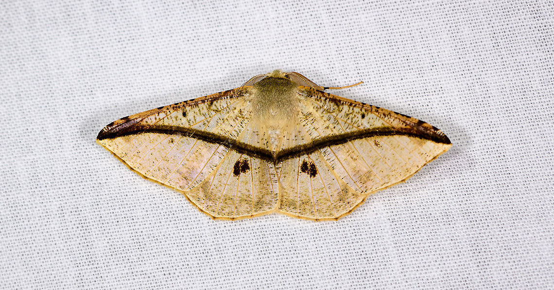 Geometer, Andasibe, Madagascar  Africa,Andasibe,Geotagged,LepiLED,Madagascar,Madagascar 2019,Psilocerea barychorda,Winter,World