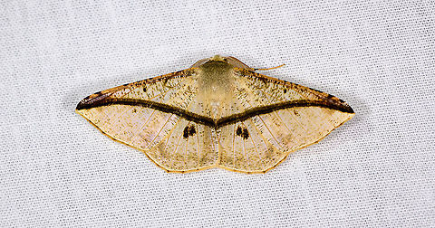 Geometer, Andasibe, Madagascar  Africa,Andasibe,Geotagged,LepiLED,Madagascar,Madagascar 2019,Psilocerea barychorda,Winter,World