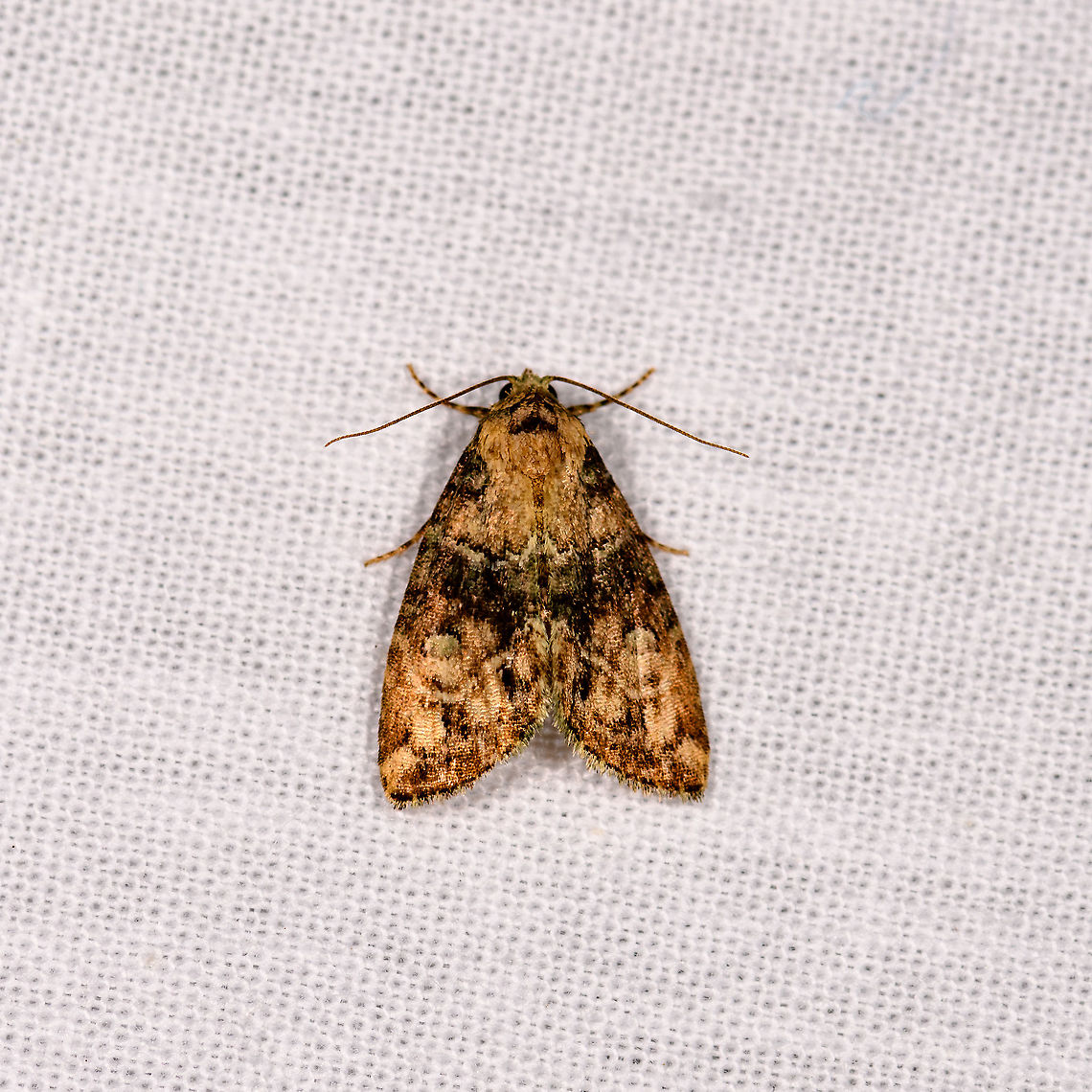 Nolidae, Andasibe, Madagascar  Africa,Andasibe,Geotagged,LepiLED,Madagascar,Madagascar 2019,Winter,World