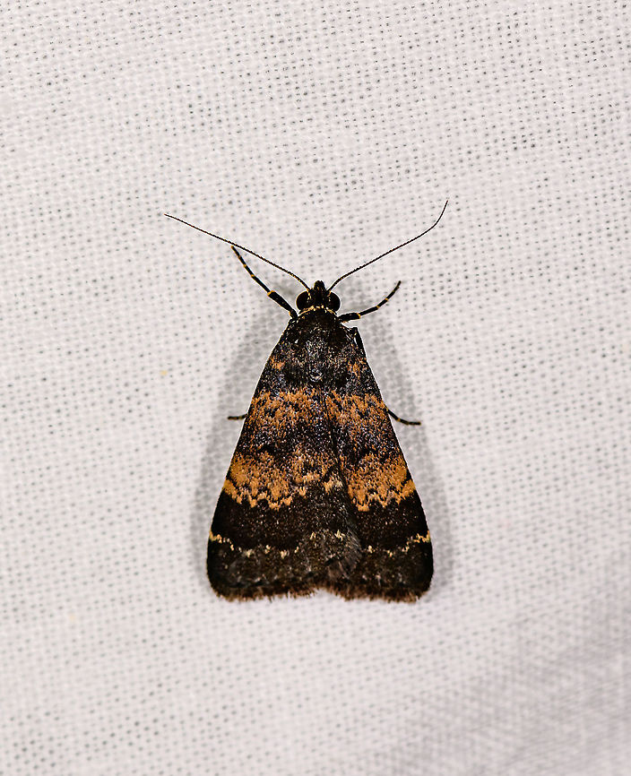 Hydrillodes uligonisalis, Andasibe, Madagascar ID by Mail Bippus. Africa,Andasibe,Geotagged,Hydrillodes uligonisalis,LepiLED,Madagascar,Madagascar 2019,Winter,World