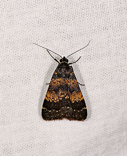 Hydrillodes uligonisalis, Andasibe, Madagascar ID by Mail Bippus. Africa,Andasibe,Geotagged,Hydrillodes uligonisalis,LepiLED,Madagascar,Madagascar 2019,Winter,World