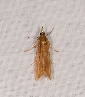 Peoria sp.?, Andasibe, Madagascar Probably not Peoria as it has a distribution in the Americas. Africa,Andasibe,Geotagged,LepiLED,Madagascar,Madagascar 2019,Winter,World