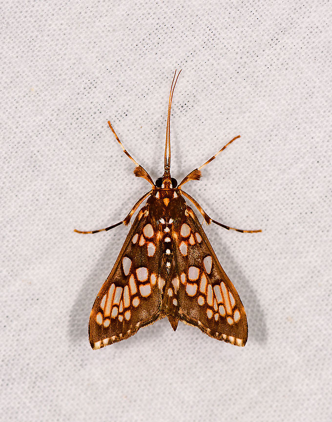 Euphyciodes albotessualis, Andasibe, Madagascar  Africa,Andasibe,Euphyciodes albotessualis,Geotagged,LepiLED,Madagascar,Madagascar 2019,Winter,World