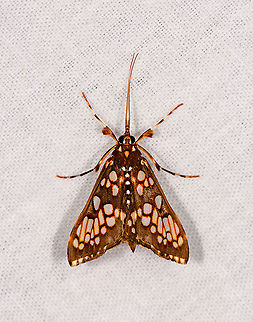 Euphyciodes albotessualis, Andasibe, Madagascar  Africa,Andasibe,Euphyciodes albotessualis,Geotagged,LepiLED,Madagascar,Madagascar 2019,Winter,World