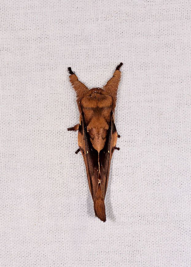 Streblote sp. - top, Andasibe, Madagascar Check out the dramatically different appearance of this moth from different angles. <br />
<figure class="photo"><a href="https://www.jungledragon.com/image/86246/streblote_-_side_andasibe_madagascar.html" title="Streblote - side, Andasibe, Madagascar"><img src="https://s3.amazonaws.com/media.jungledragon.com/images/2/86246_thumb.jpg?AWSAccessKeyId=05GMT0V3GWVNE7GGM1R2&Expires=1769040010&Signature=imPvxxYE5CfGyfXd9zwGmKA%2FDfA%3D" width="134" height="152" alt="Streblote - side, Andasibe, Madagascar Check out the dramatically different appearance of this moth from different angles. <br />
https://www.jungledragon.com/image/86245/hepialidae_-_top_andasibe_madagascar.html<br />
https://www.jungledragon.com/image/86247/hepialidae_-_side_closeup_andasibe_madagascar.html Africa,Andasibe,Geotagged,LepiLED,Madagascar,Madagascar 2019,Winter,World" /></a></figure><br />
<figure class="photo"><a href="https://www.jungledragon.com/image/86247/streblote_-_side_closeup_andasibe_madagascar.html" title="Streblote - side closeup, Andasibe, Madagascar"><img src="https://s3.amazonaws.com/media.jungledragon.com/images/2/86247_thumb.jpg?AWSAccessKeyId=05GMT0V3GWVNE7GGM1R2&Expires=1769040010&Signature=x2AOgASTjy9WU7gEy84PlptK6Yo%3D" width="200" height="134" alt="Streblote - side closeup, Andasibe, Madagascar Check out the dramatically different appearance of this moth from different angles. <br />
https://www.jungledragon.com/image/86245/hepialidae_-_top_andasibe_madagascar.html<br />
https://www.jungledragon.com/image/86246/hepialidae_-_side_andasibe_madagascar.html Africa,Andasibe,Geotagged,LepiLED,Madagascar,Madagascar 2019,Winter,World" /></a></figure> Africa,Andasibe,Geotagged,LepiLED,Madagascar,Madagascar 2019,Winter,World