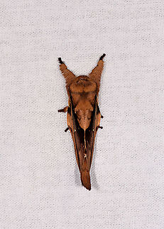 Streblote sp. - top, Andasibe, Madagascar Check out the dramatically different appearance of this moth from different angles. 
https://www.jungledragon.com/image/86246/hepialidae_-_side_andasibe_madagascar.html
https://www.jungledragon.com/image/86247/hepialidae_-_side_closeup_andasibe_madagascar.html Africa,Andasibe,Geotagged,LepiLED,Madagascar,Madagascar 2019,Winter,World