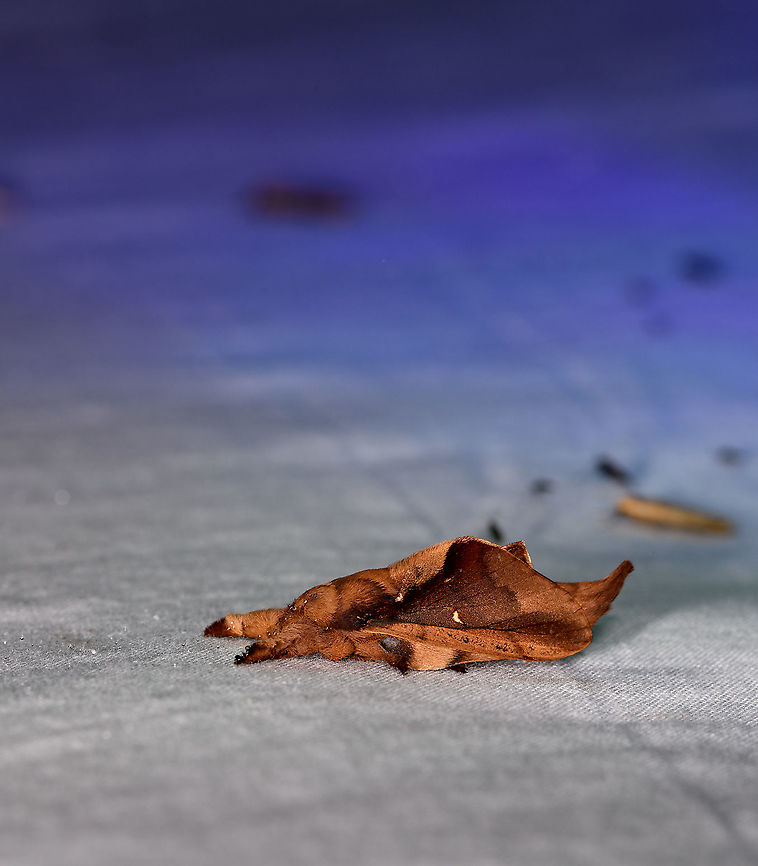 Streblote - side, Andasibe, Madagascar Check out the dramatically different appearance of this moth from different angles. <br />
<figure class="photo"><a href="https://www.jungledragon.com/image/86245/streblote_sp._-_top_andasibe_madagascar.html" title="Streblote sp. - top, Andasibe, Madagascar"><img src="https://s3.amazonaws.com/media.jungledragon.com/images/2/86245_thumb.jpg?AWSAccessKeyId=05GMT0V3GWVNE7GGM1R2&Expires=1769040010&Signature=pbXb0KTrl0rq59MGVpLAuTTGVig%3D" width="110" height="152" alt="Streblote sp. - top, Andasibe, Madagascar Check out the dramatically different appearance of this moth from different angles. <br />
https://www.jungledragon.com/image/86246/hepialidae_-_side_andasibe_madagascar.html<br />
https://www.jungledragon.com/image/86247/hepialidae_-_side_closeup_andasibe_madagascar.html Africa,Andasibe,Geotagged,LepiLED,Madagascar,Madagascar 2019,Winter,World" /></a></figure><br />
<figure class="photo"><a href="https://www.jungledragon.com/image/86247/streblote_-_side_closeup_andasibe_madagascar.html" title="Streblote - side closeup, Andasibe, Madagascar"><img src="https://s3.amazonaws.com/media.jungledragon.com/images/2/86247_thumb.jpg?AWSAccessKeyId=05GMT0V3GWVNE7GGM1R2&Expires=1769040010&Signature=x2AOgASTjy9WU7gEy84PlptK6Yo%3D" width="200" height="134" alt="Streblote - side closeup, Andasibe, Madagascar Check out the dramatically different appearance of this moth from different angles. <br />
https://www.jungledragon.com/image/86245/hepialidae_-_top_andasibe_madagascar.html<br />
https://www.jungledragon.com/image/86246/hepialidae_-_side_andasibe_madagascar.html Africa,Andasibe,Geotagged,LepiLED,Madagascar,Madagascar 2019,Winter,World" /></a></figure> Africa,Andasibe,Geotagged,LepiLED,Madagascar,Madagascar 2019,Winter,World