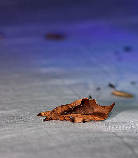 Streblote - side, Andasibe, Madagascar Check out the dramatically different appearance of this moth from different angles. 
https://www.jungledragon.com/image/86245/hepialidae_-_top_andasibe_madagascar.html
https://www.jungledragon.com/image/86247/hepialidae_-_side_closeup_andasibe_madagascar.html Africa,Andasibe,Geotagged,LepiLED,Madagascar,Madagascar 2019,Winter,World