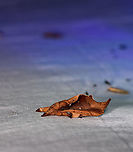 Streblote - side, Andasibe, Madagascar Check out the dramatically different appearance of this moth from different angles. <br />
https://www.jungledragon.com/image/86245/hepialidae_-_top_andasibe_madagascar.html<br />
https://www.jungledragon.com/image/86247/hepialidae_-_side_closeup_andasibe_madagascar.html Africa,Andasibe,Geotagged,LepiLED,Madagascar,Madagascar 2019,Winter,World