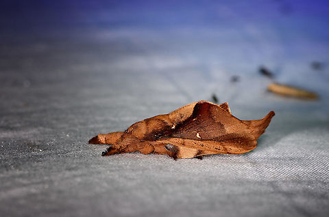 Streblote - side closeup, Andasibe, Madagascar Check out the dramatically different appearance of this moth from different angles. 
https://www.jungledragon.com/image/86245/hepialidae_-_top_andasibe_madagascar.html
https://www.jungledragon.com/image/86246/hepialidae_-_side_andasibe_madagascar.html Africa,Andasibe,Geotagged,LepiLED,Madagascar,Madagascar 2019,Winter,World