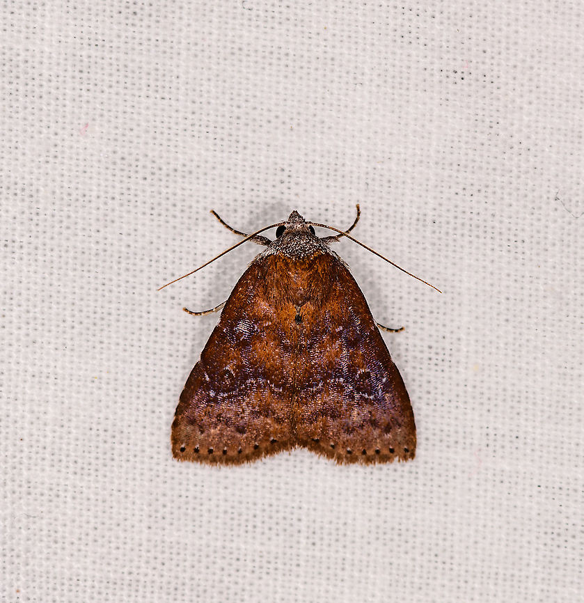 Brown triangle moth, Andasibe, Madagascar  Africa,Andasibe,Geotagged,LepiLED,Madagascar,Madagascar 2019,Winter,World