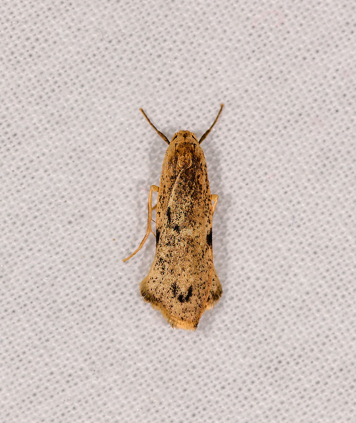 Yellow grass moth? Andasibe, Madagascar Lithosiina &gt; Teulisna sp. Africa,Andasibe,Geotagged,LepiLED,Madagascar,Madagascar 2019,Winter,World