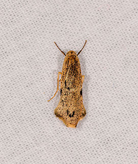 Yellow grass moth? Andasibe, Madagascar Lithosiina > Teulisna sp. Africa,Andasibe,Geotagged,LepiLED,Madagascar,Madagascar 2019,Winter,World