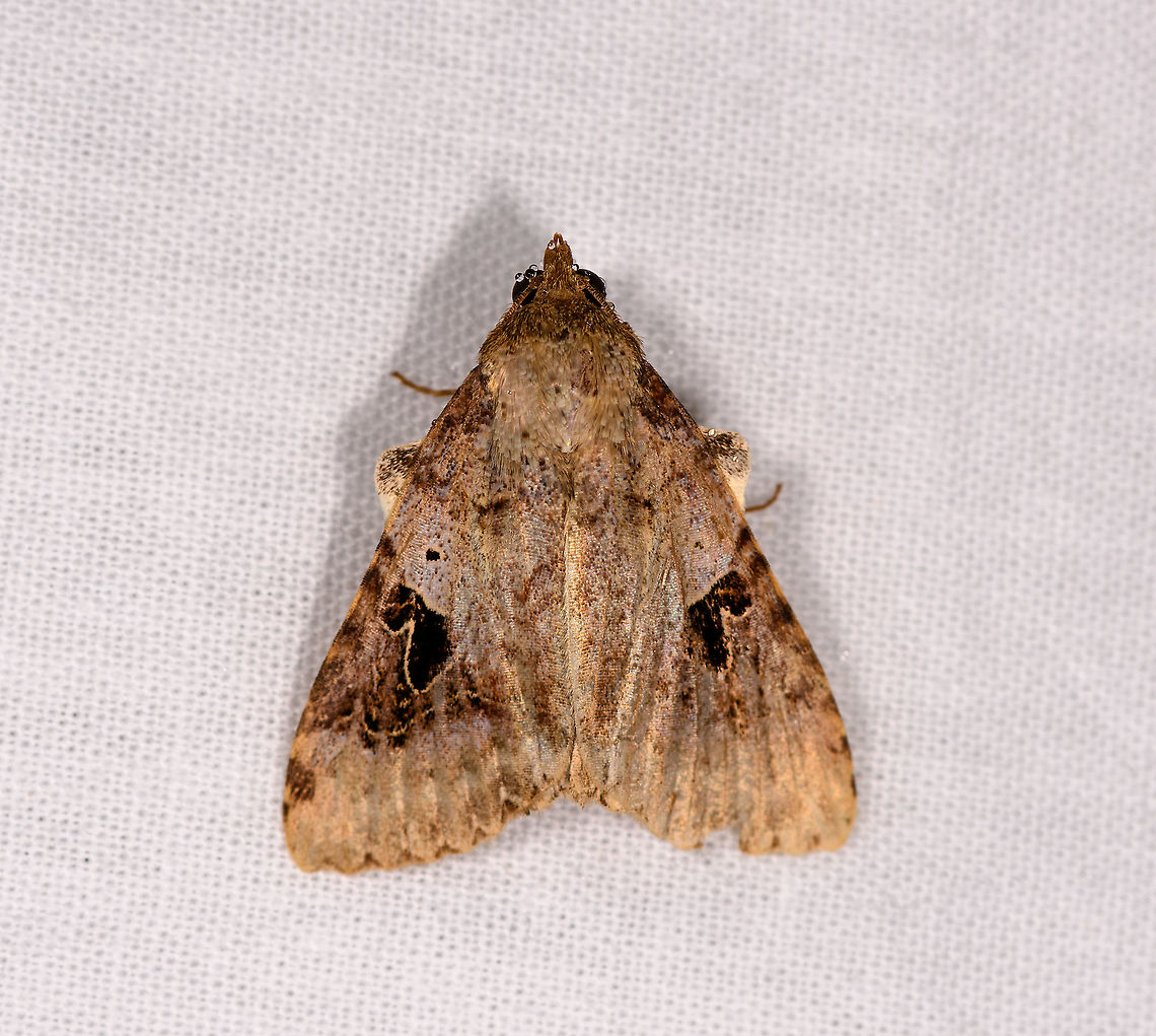 Anoba sp., Andasibe, Madagascar Candidate: Serrodes sp. or Anoba sp. A somewhat similar find in Ranomafana:<br />
<figure class="photo"><a href="https://www.jungledragon.com/image/84977/hard-lined_moth_ranomafana_madagascar.html" title="Hard-lined moth, Ranomafana, Madagascar"><img src="https://s3.amazonaws.com/media.jungledragon.com/images/2/84977_thumb.jpg?AWSAccessKeyId=05GMT0V3GWVNE7GGM1R2&Expires=1759968010&Signature=u%2Fvny47l6YmAkai1Ieex%2BpaWKSA%3D" width="200" height="188" alt="Hard-lined moth, Ranomafana, Madagascar Candidate: Serrodes sp. or Anoba sp. Africa,LepiLED,Madagascar,Madagascar 2019,Ranomafana National Park,World" /></a></figure> Africa,Andasibe,Geotagged,LepiLED,Madagascar,Madagascar 2019,Winter,World