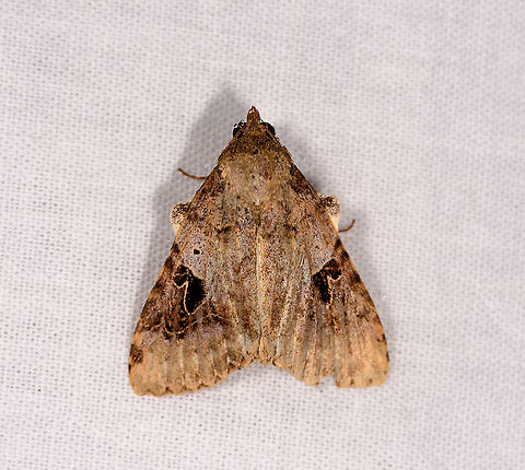 Anoba sp., Andasibe, Madagascar Candidate: Serrodes sp. or Anoba sp. A somewhat similar find in Ranomafana:
https://www.jungledragon.com/image/84977/hard-lined_moth_ranomafana_madagascar.html Africa,Andasibe,Geotagged,LepiLED,Madagascar,Madagascar 2019,Winter,World