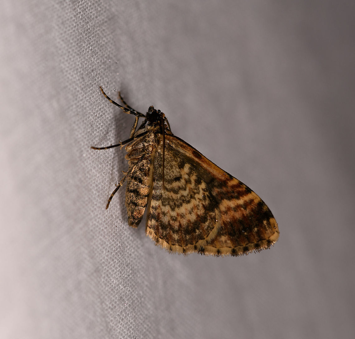 Black-yellow banded moth, Andasibe, Madagascar Only have a side view of this one. Africa,Andasibe,Geotagged,LepiLED,Madagascar,Madagascar 2019,Winter,World