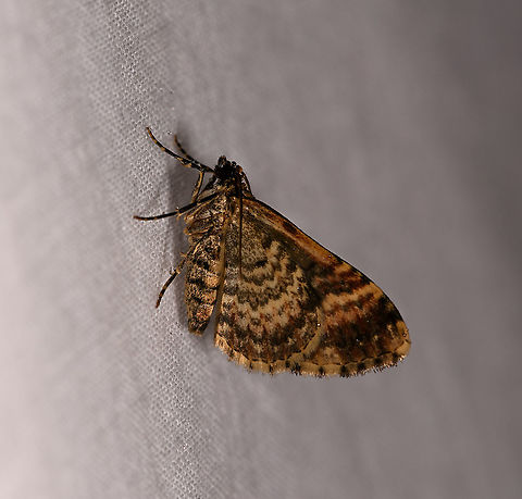 Black-yellow banded moth, Andasibe, Madagascar Only have a side view of this one. Africa,Andasibe,Geotagged,LepiLED,Madagascar,Madagascar 2019,Winter,World