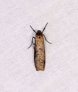 Narrow speckled moth, Andasibe, Madagascar Tortricidae Africa,Andasibe,Geotagged,LepiLED,Madagascar,Madagascar 2019,Winter,World