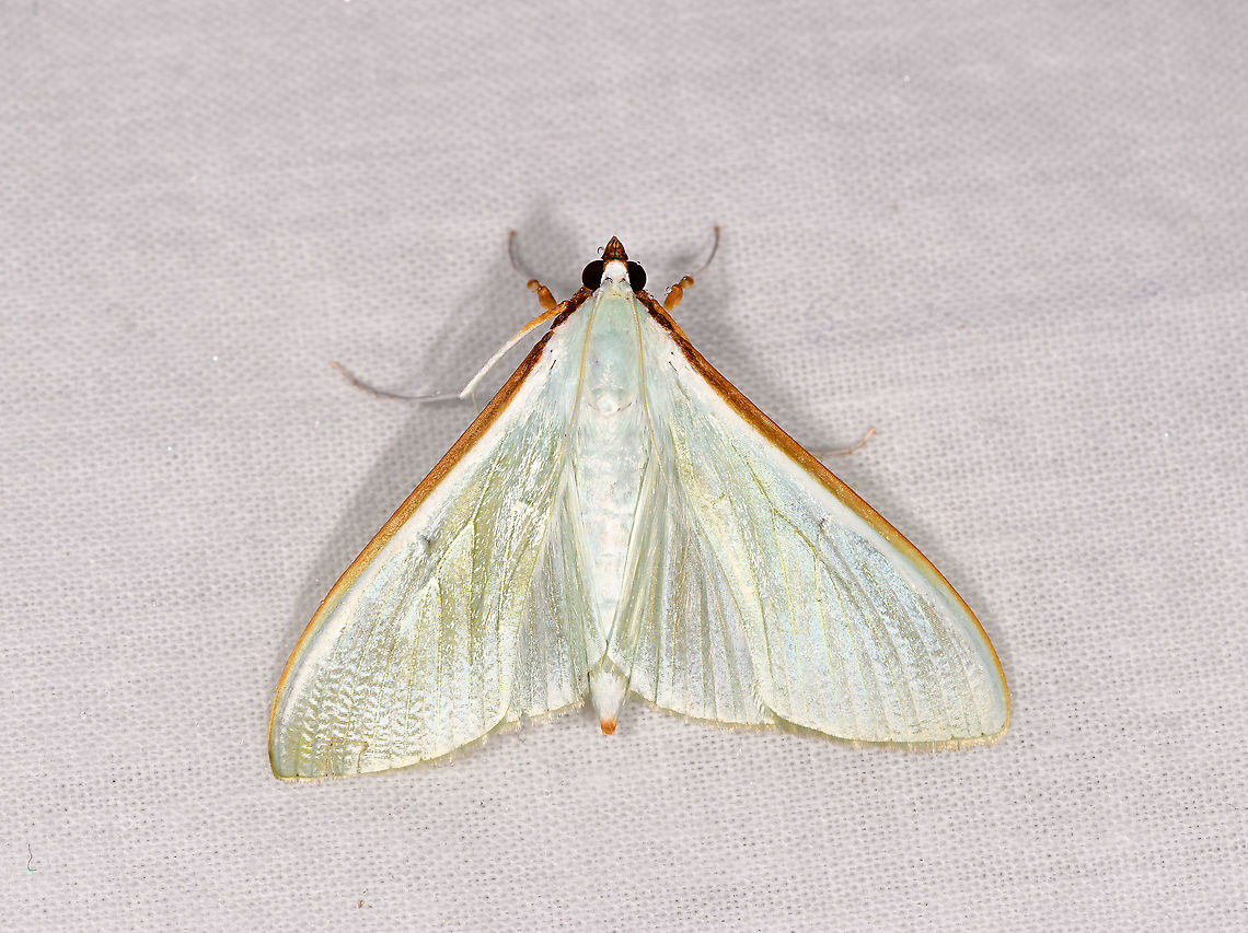 Large emerald pearl, Andasibe, Madagascar  Africa,Andasibe,Geotagged,Large emerald pearl,LepiLED,Madagascar,Madagascar 2019,Stemorrhages sericea,Winter,World