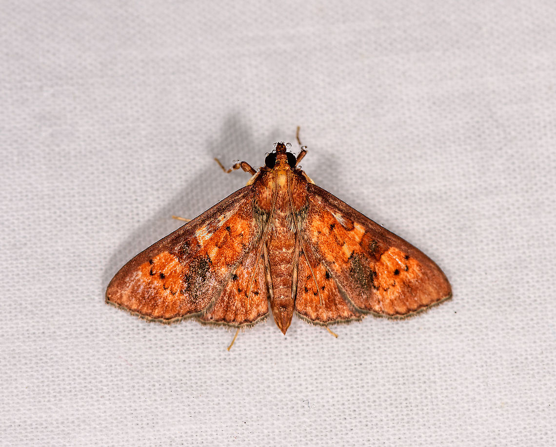 Nacoleia rubralis, Andasibe, Madagascar Possibly subf Spilomelinae. Africa,Andasibe,Geotagged,LepiLED,Madagascar,Madagascar 2019,Nacoleia rubralis,Winter,World