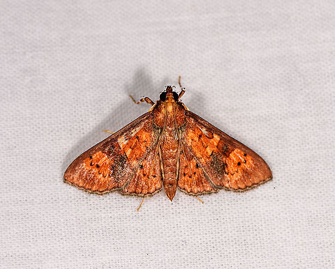 Nacoleia rubralis, Andasibe, Madagascar Possibly subf Spilomelinae. Africa,Andasibe,Geotagged,LepiLED,Madagascar,Madagascar 2019,Nacoleia rubralis,Winter,World
