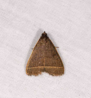 Simplicia cornicalis, Andasibe, Madagascar Tentative ID. Simplicia cornicalis seems an exact visual match to me that is too strong to be accidental. It is more commonly reported in Australia though. I assume this is another case of data deficiency as moths are poorly documented in Madagascar. Africa,Andasibe,Geotagged,LepiLED,Madagascar,Madagascar 2019,Simplicia extinctalis,Winter,World